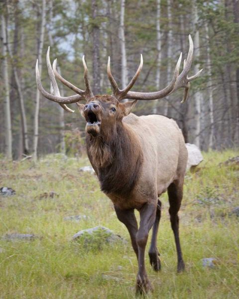 Canada, Alberta, Jasper NP Bull elk bugling